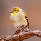 How to Tell Apart Yellow Warbler, Pine Warbler, American Goldfinch 12 Yellow Warbler, Pine Warbler, American Goldfinch